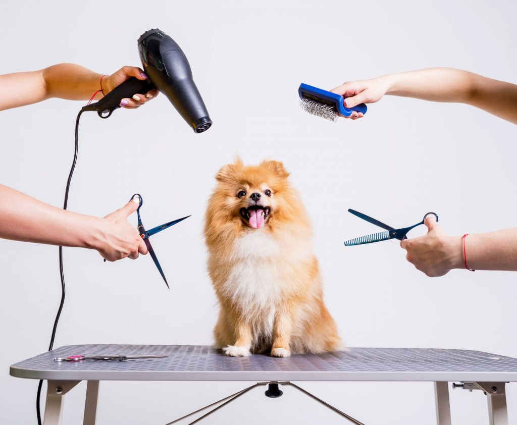 pet grooming in hoshiarpur