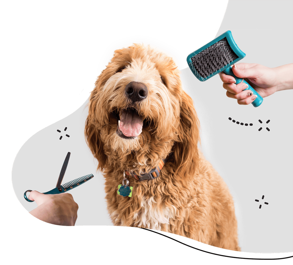 pet grooming in Bhogpur